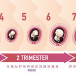 Prenatal Care Timeline
